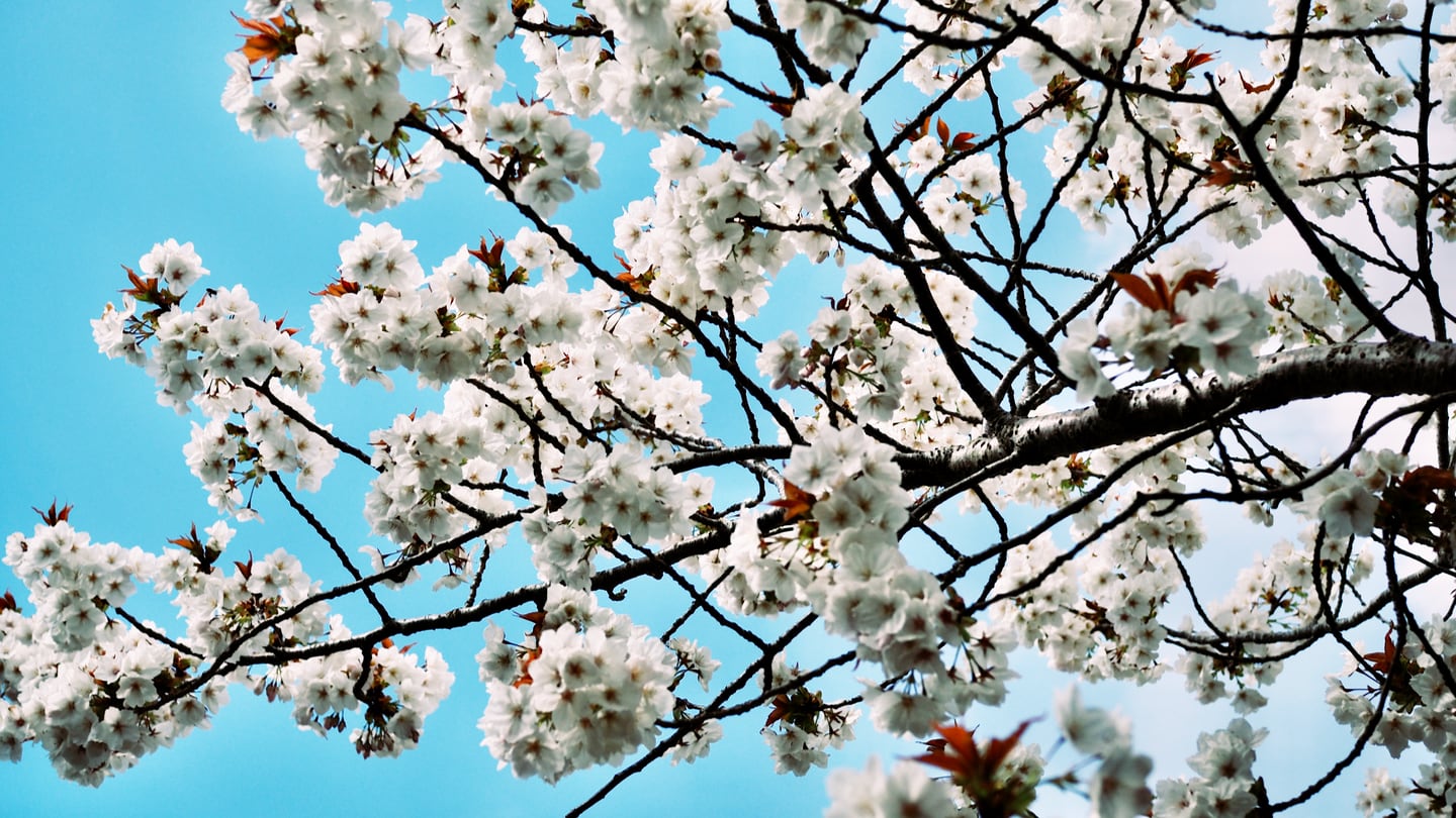 A photograph of pink cherry against a blue sky