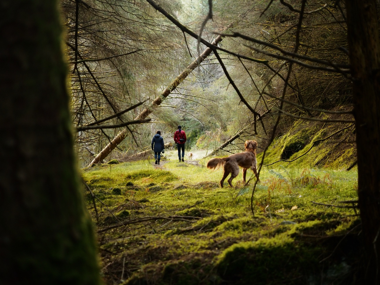 A golden retriever stands to attention in a mossy Scottish forest, looking forward two people walking in the background.